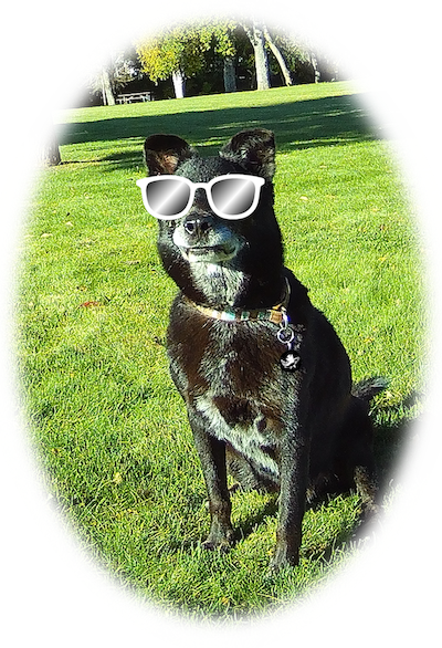 A black dog sitting in the grass with sunglasses